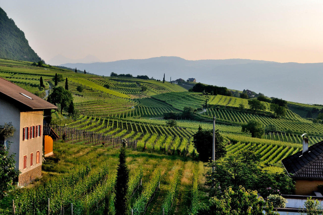 Everybody loves truffle - Wine It