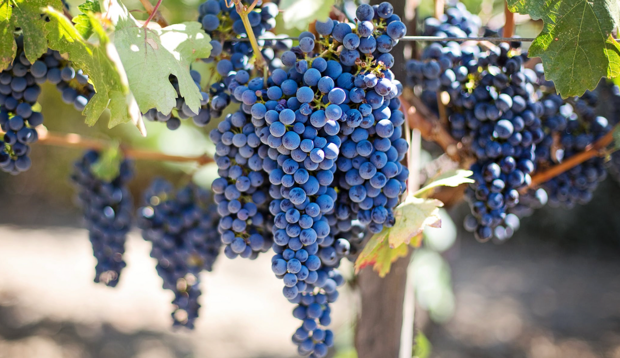 5 things you need to know about Merlot - Wine It