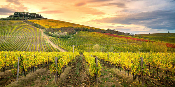 Chianti: Classico, Superiore and Riserva. Do you know the difference?