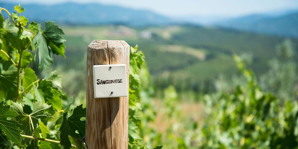 The Sangiovese Grape: the black berry variety of hot days...and fresh nights!